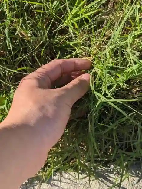 D4LM touching grass