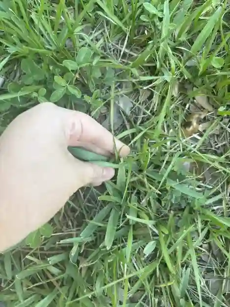 DragonFire touching grass