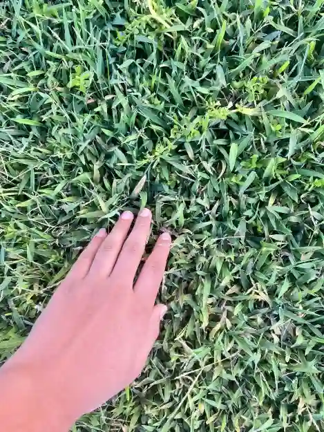 Sparkwaev touching grass